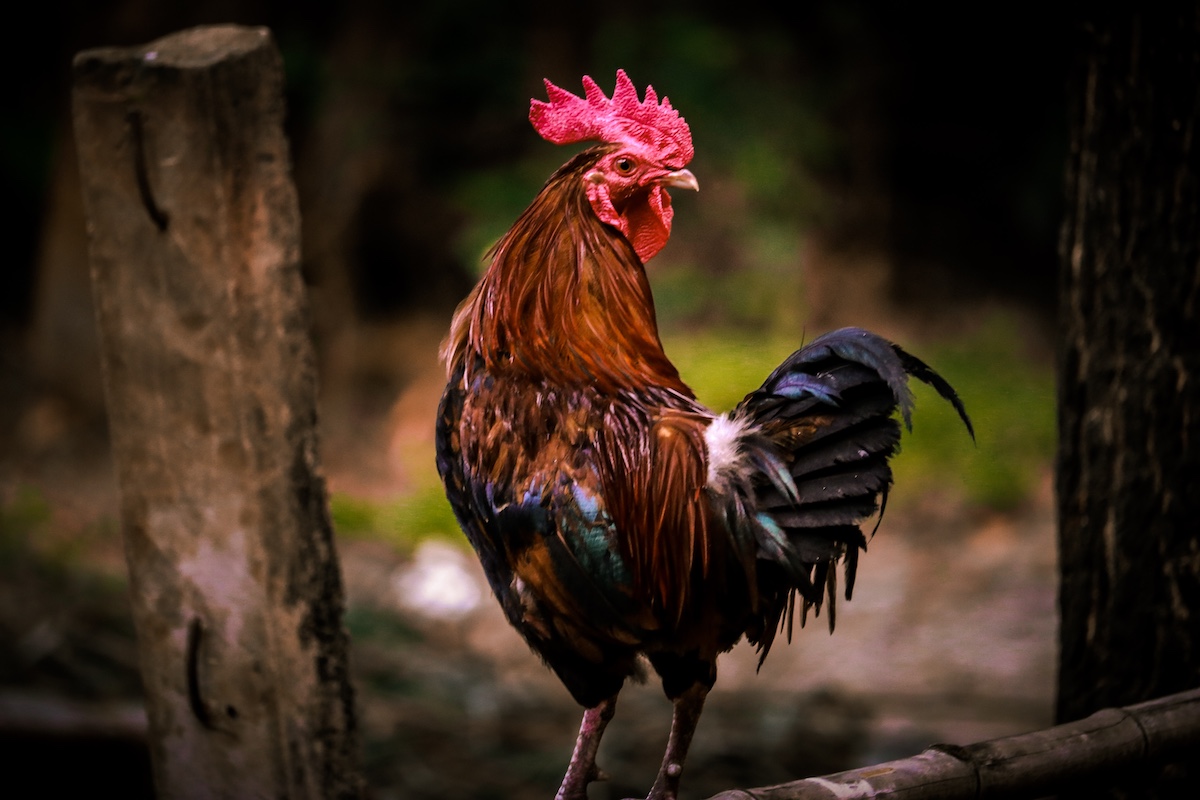 coq rooster